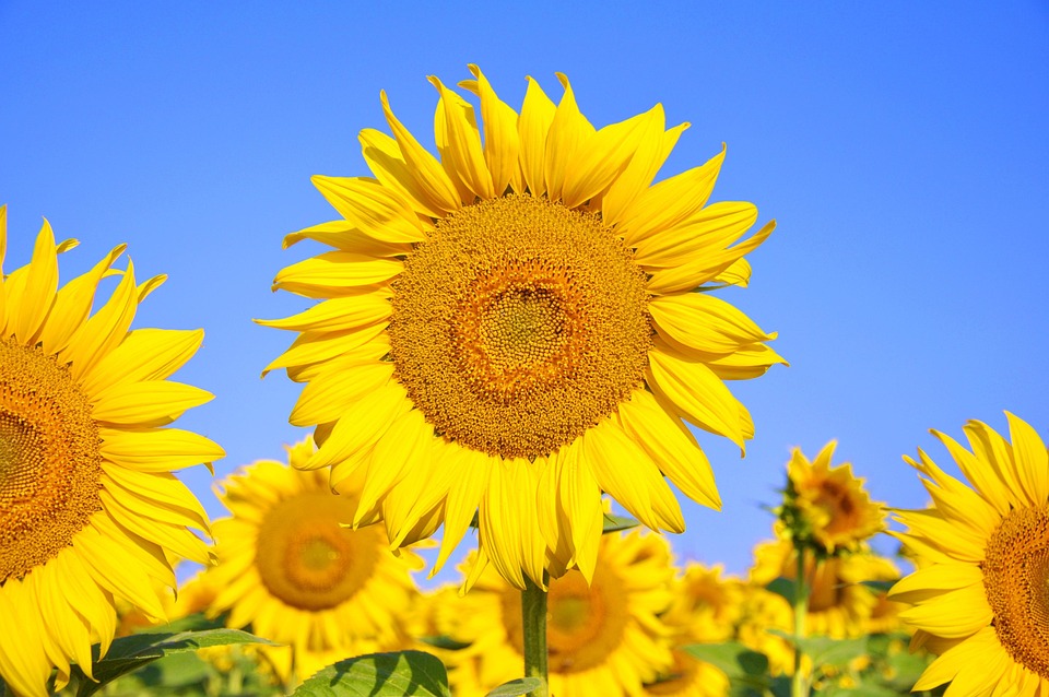 向日葵黄色花夏天 Pixabay上的免费照片