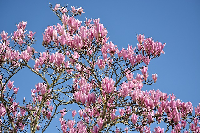 Free Magnolias Flowers photo and picture