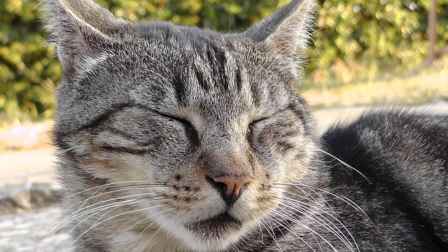 Free Cat Kitten photo and picture