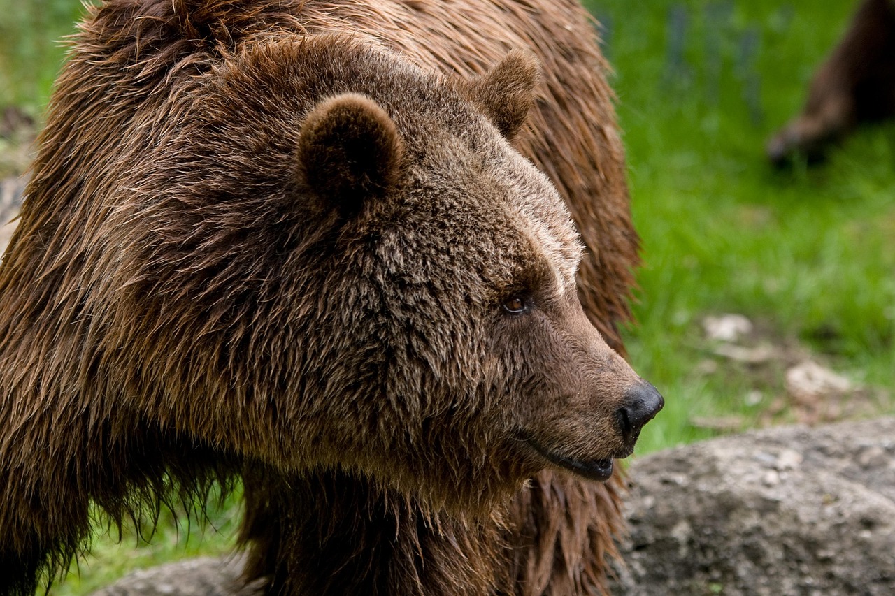 Animal Zoo Ours Brun Photo Gratuite Sur Pixabay Pixabay Animal Zoo Ours Brun Photo Gratuite Sur Pixabay Pixabay