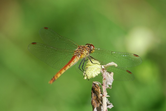 Free Dragonfly Nature photo and picture
