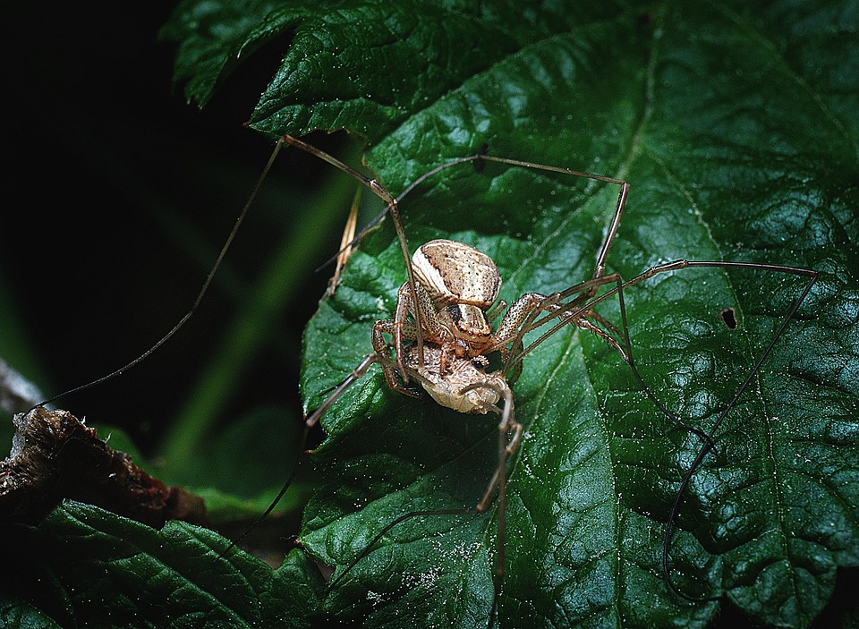 Spider Mower Hunting The - Free photo on Pixabay - Pixabay