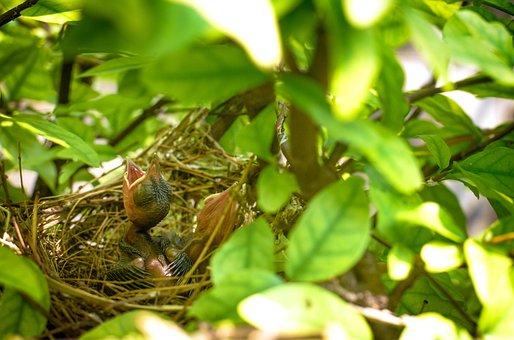 Pájaro, Nido, Nido De Pájaro, Naturaleza
