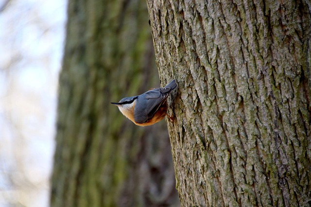 Free Nuthatch Grove photo and picture