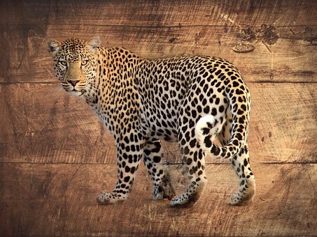 Free Leopard Wood photo and picture