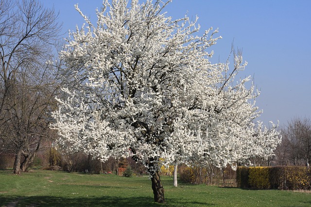gratis foto boom white witte bloemen natuur gratis gratis foto boom white witte bloemen natuur gratis