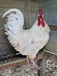rooster, chicken, poultry