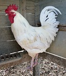 rooster, chicken, poultry