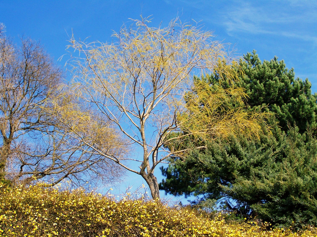 Spring Landscape Awakening Nature - Free photo on Pixabay