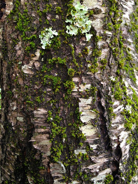 Free Moss Tree photo and picture