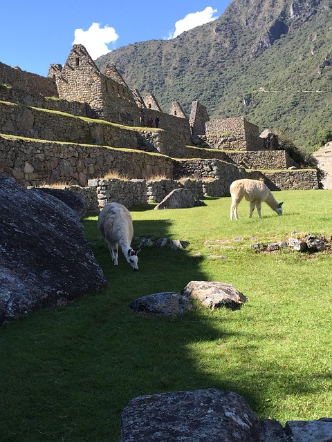 Free Machu Pichu Peru photo and picture