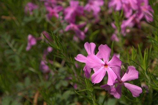 Lilla, Blomst, Grønn, Natur