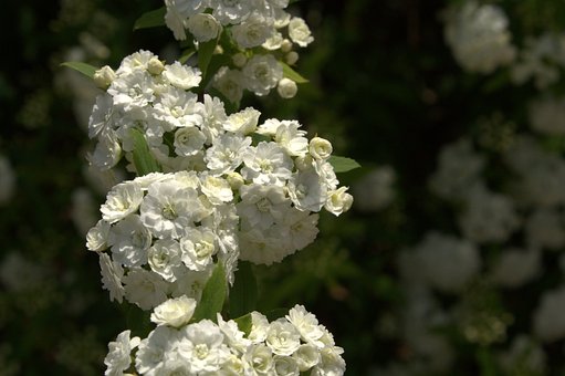 Hvit, Blomst, Grønn, Natur, Anlegg, Vår