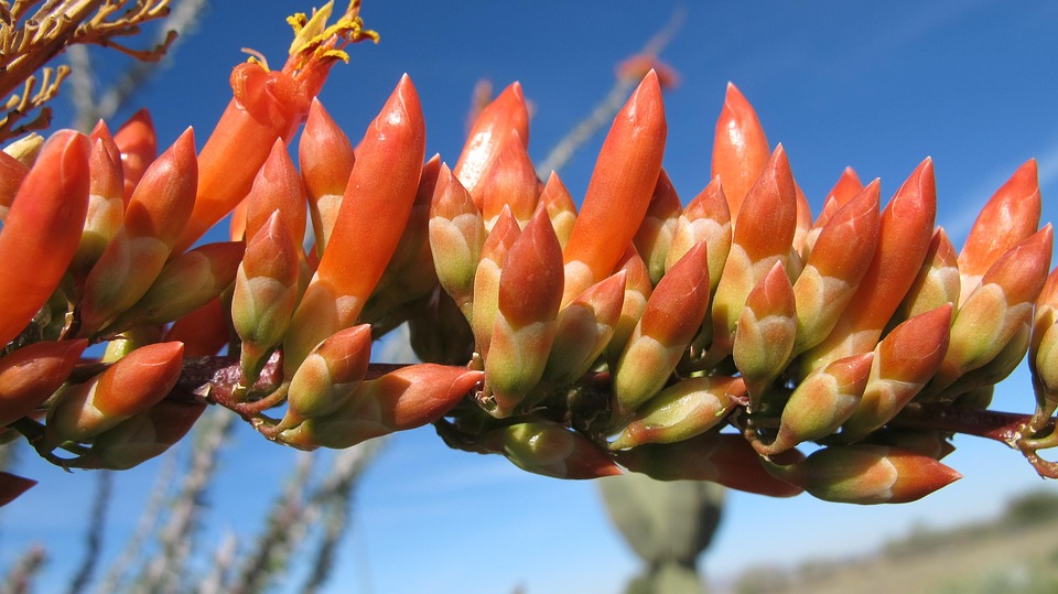 Ocotillo In Bloom Desert Bloom Ocotillo Nature - Free photo on Pixabay