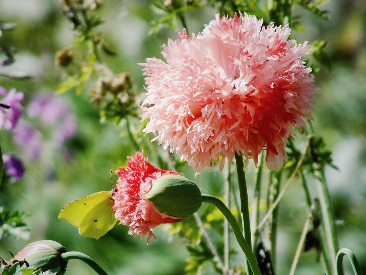 Flor Rja Flor Roja Pétalos - Foto gratis en Pixabay - Pixabay