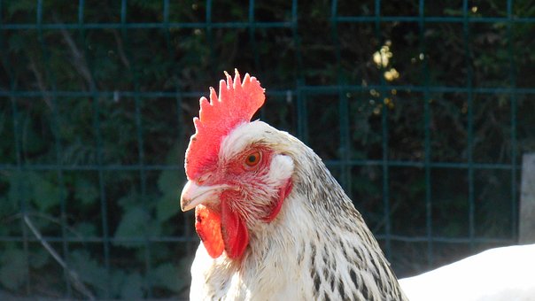 Free Chicken Chicken Coop photo and picture
