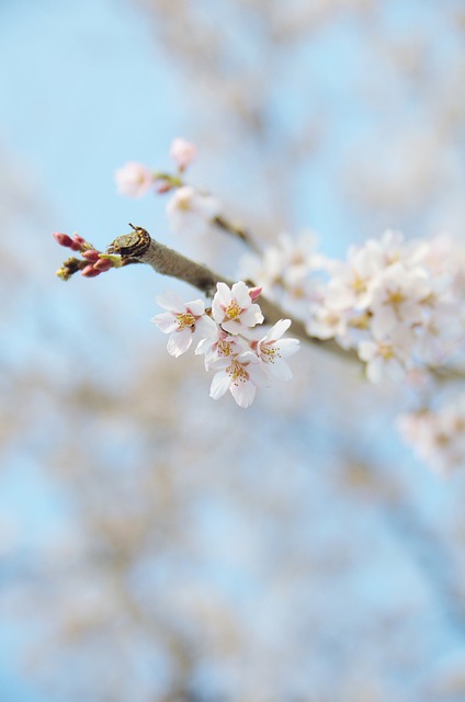 Kirsebærtræ, Kirsebær Blomster, Japan