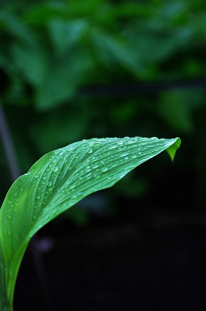 Leaf, Blad, Grøn, Plant, Natur, Landskab