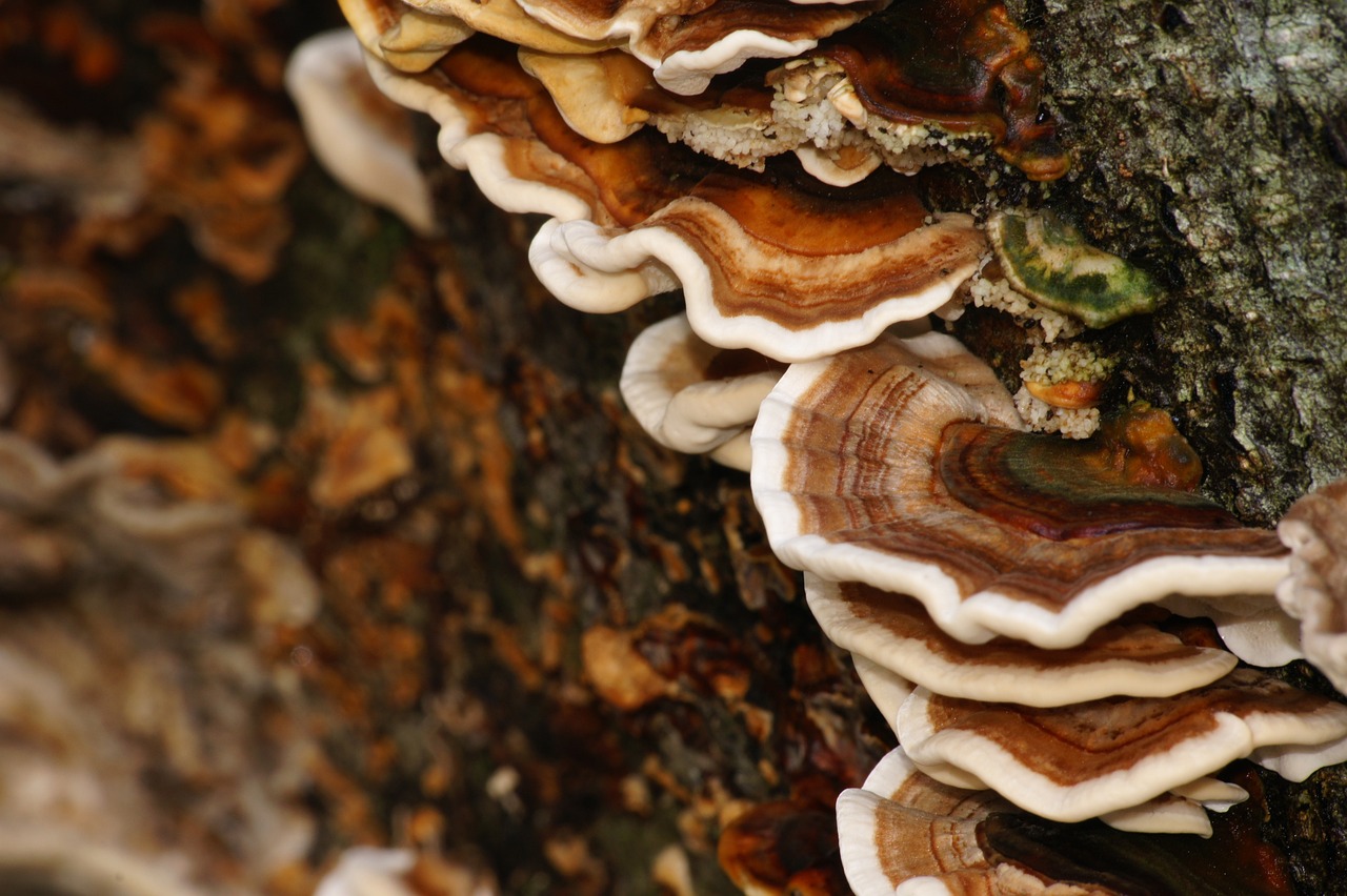 champignons-couleurs-corce-photo-gratuite-sur-pixabay-pixabay