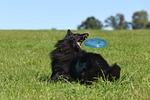 dog, frisbee, motion recording