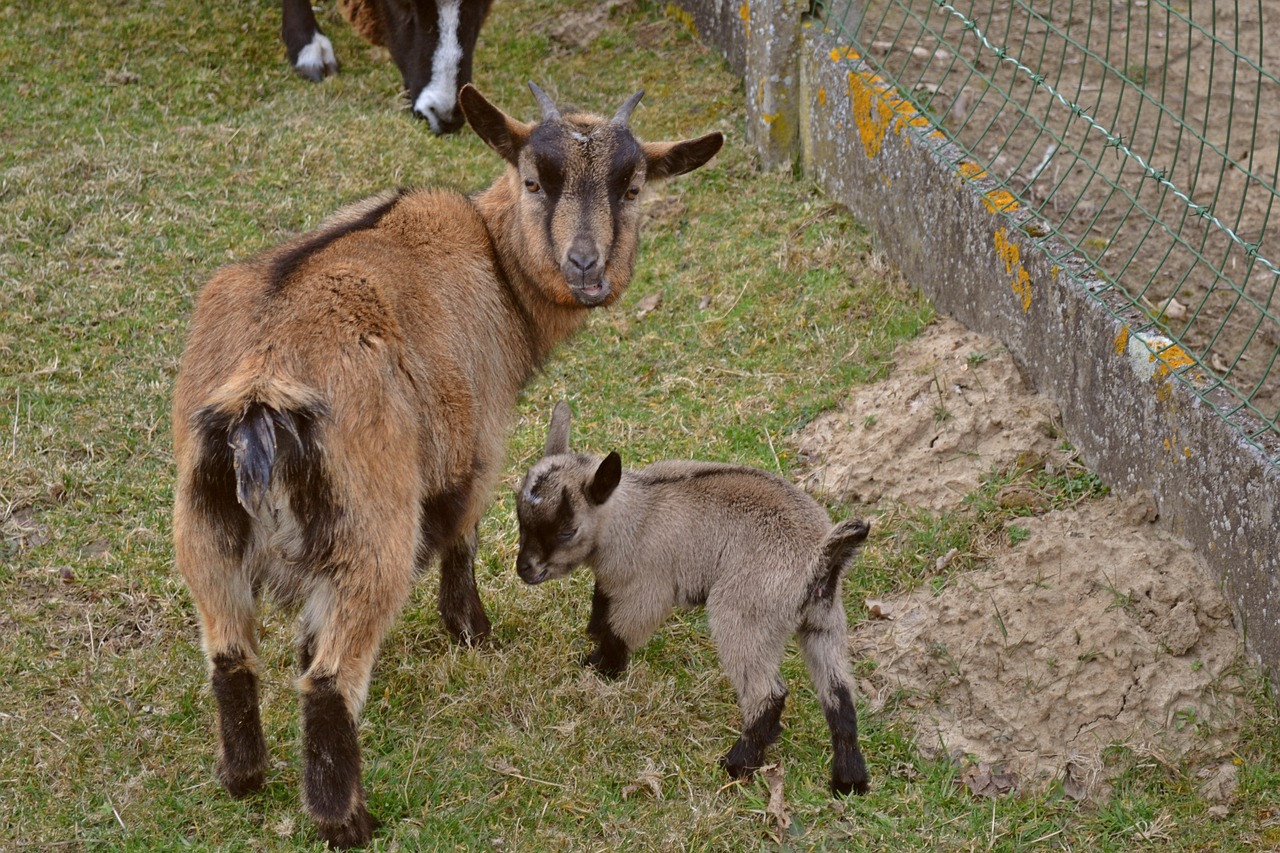 Hewan Kambing Anak Kecil Baru - Foto gratis di Pixabay - Pixabay