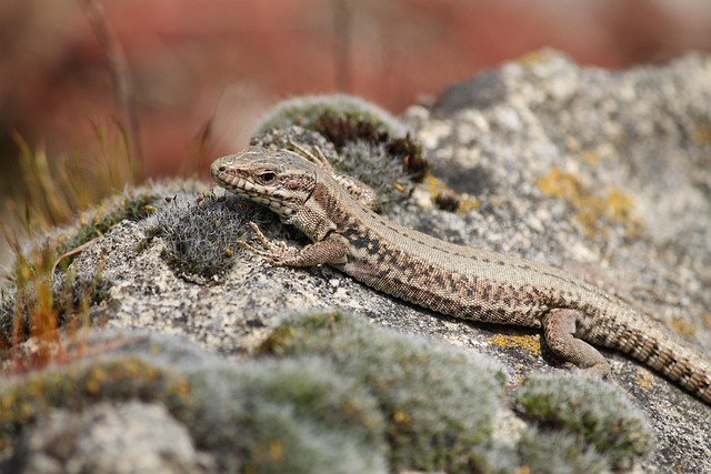 Firben, Lizard, Krybdyr, Natur, Dyr