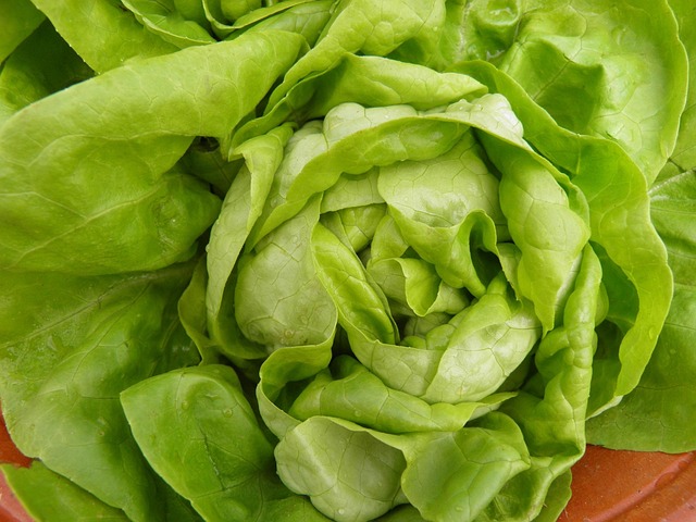 Free Lettuce Green photo and picture