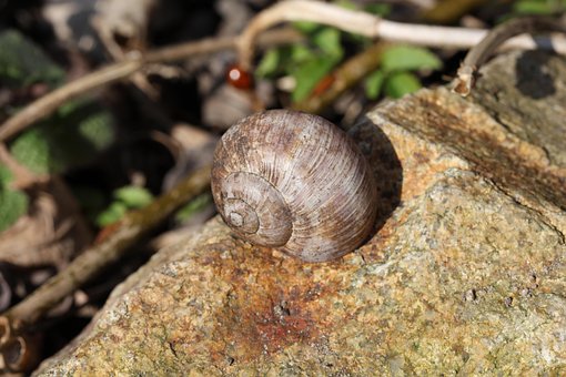 Free Shell Snail photo and picture