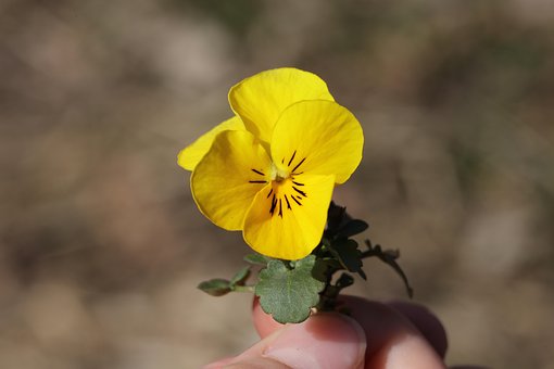 Free Flower Spring photo and picture