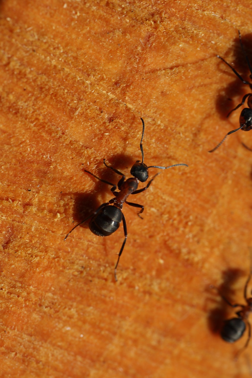 Ant Detail Wood Free photo on Pixabay Pixabay