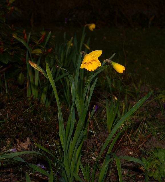 Free Easter Bell Daffodil photo and picture
