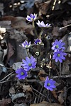 flowers, wildflower, purple