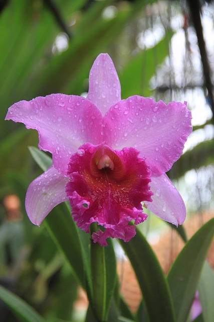 Free Orchid Flower photo and picture