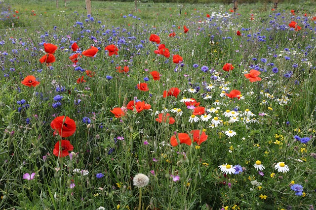 Free Flowers Wild Plants photo and picture
