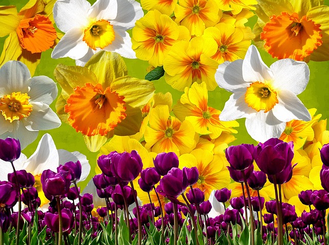 Download free HD stock image of Graphic Daffodils Free graphic daffodils easter illustration