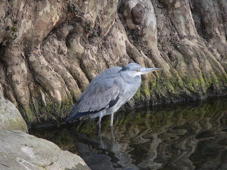 Free Grey Heron Heron photo and picture