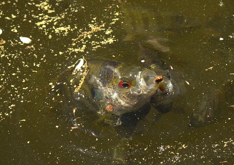 Fisk, Fôring, Vann, Dam, Mate, Hage