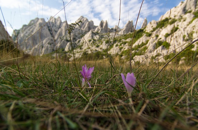 Toamna Atemporală, Floare, Luncă, Munţi