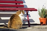 animals, cat, pets