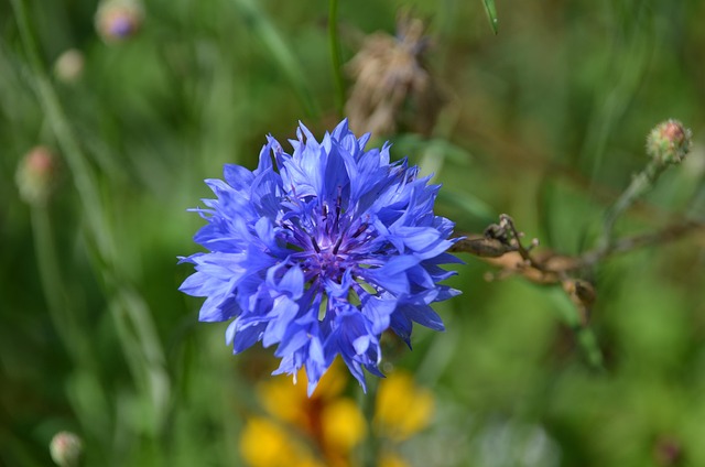 Free Blue Flower photo and picture