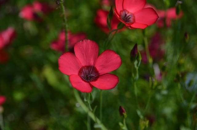 Free Flower Red photo and picture