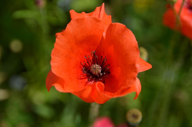 Free Poppy Red photo and picture