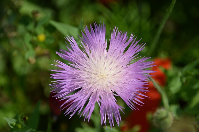 Free Thistle Purple photo and picture