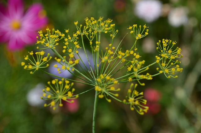 Free Wildflower Herbs photo and picture