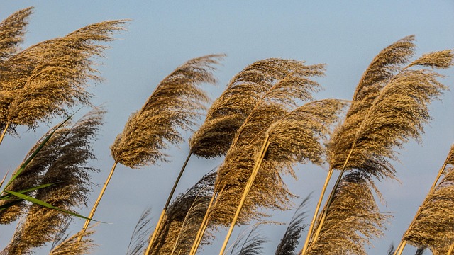 Reeds Plant Gold - Free photo on Pixabay - Pixabay