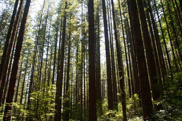 Árbol, Bosque, Naturaleza, Paisaje
