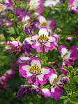 bauernorchidee, flowers, pink