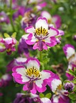 bauernorchidee, flowers, pink