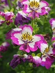 bauernorchidee, flowers, pink