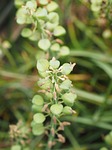 seeds, seed capsules, common grape hyacinth